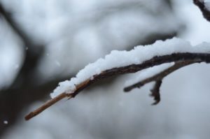 Snow on branch